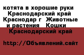 котята в хорошие руки - Краснодарский край, Краснодар г. Животные и растения » Кошки   . Краснодарский край